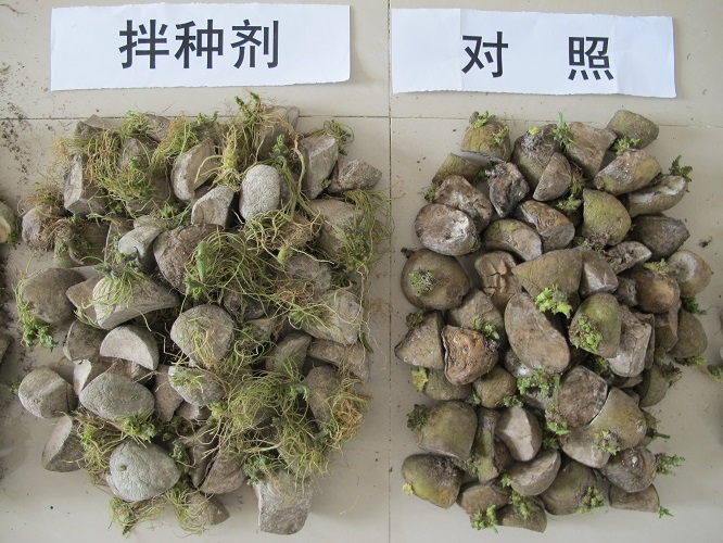 馬鈴薯拌種劑